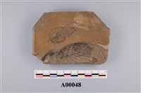 藏品(植物化石)的圖片